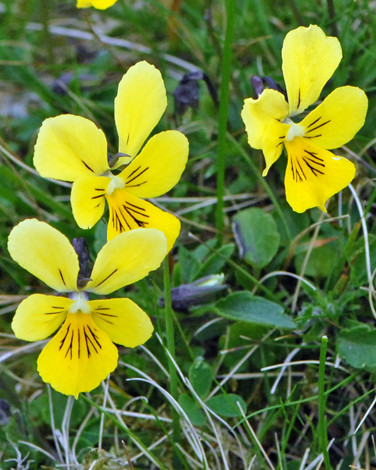 Viola lutea close