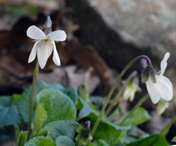 Viola odorata