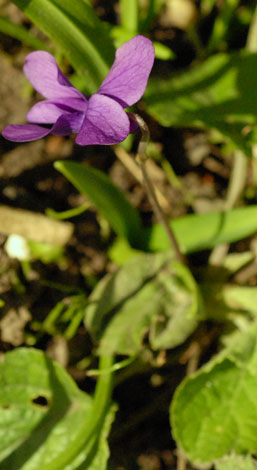 Viola odorata