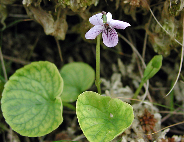 Viola palustris whole