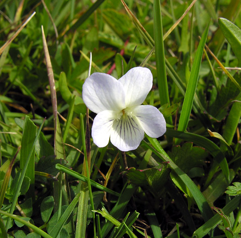Viola persicifolia