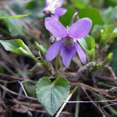 Viola reichenbachiana whole