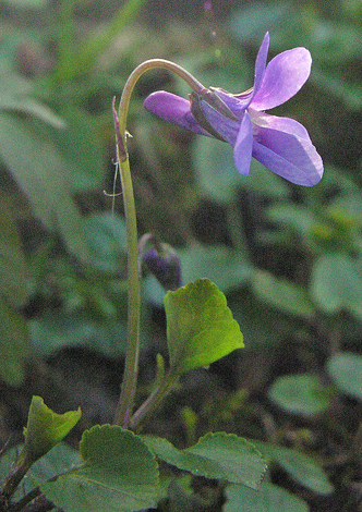 Viola reichenbachiana side