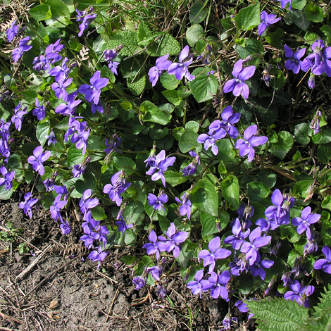 Viola riviniana group