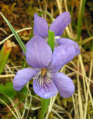 Viola riviniana close