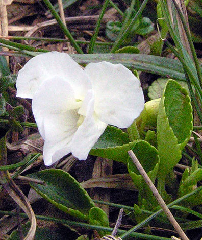 Viola rupestris front view Arnside