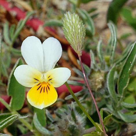 Viola tricolor ssp curtisii