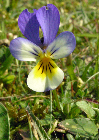 Viola tricolor ssp curtisii