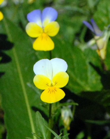 Viola tricolor close
