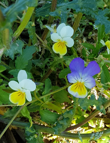 Viola x contempta close