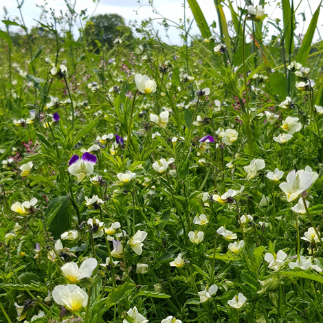 Viola x contempta whole