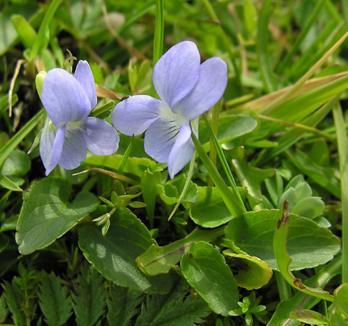 Viola x ritschliana