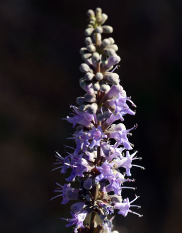 Vitex agnus-castus close