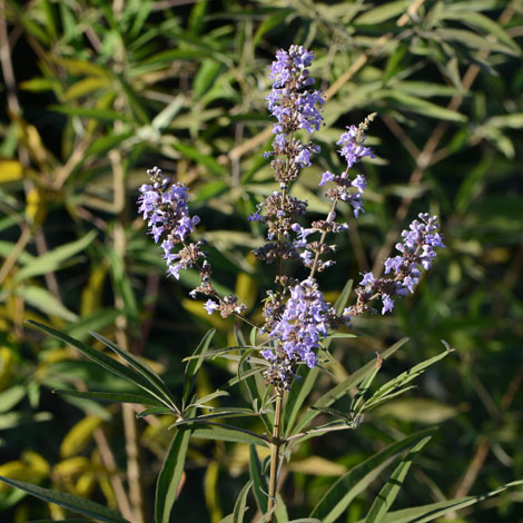 Vitex agnus-castus whole