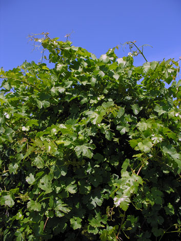 Vitis vinifera