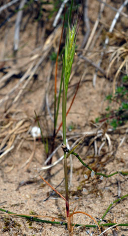 Vulpia fasciculata