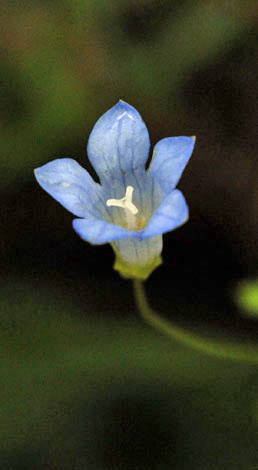 Wahlenbergia hederacea flower