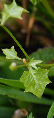 Wahlenbergia hederacea leaf