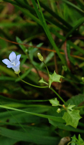 Wahlenbergia hederacea whole