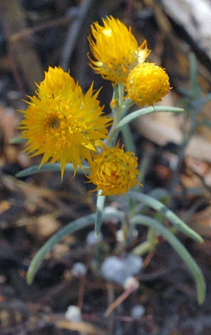 Waitzia acuminata