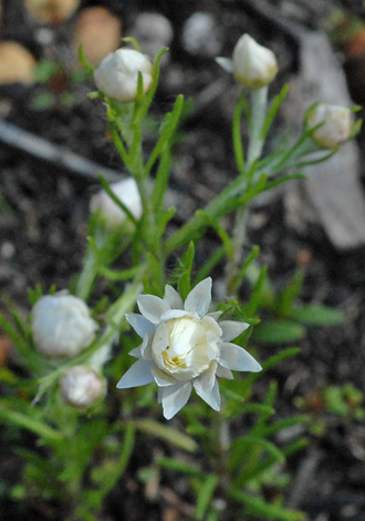 aitzia acuminata var albicans close