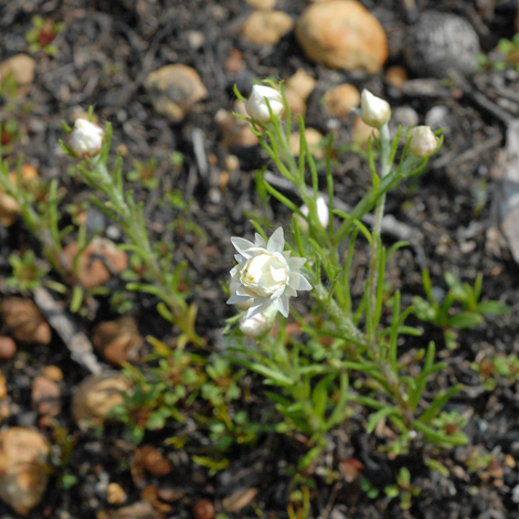aitzia acuminata var albicans whole