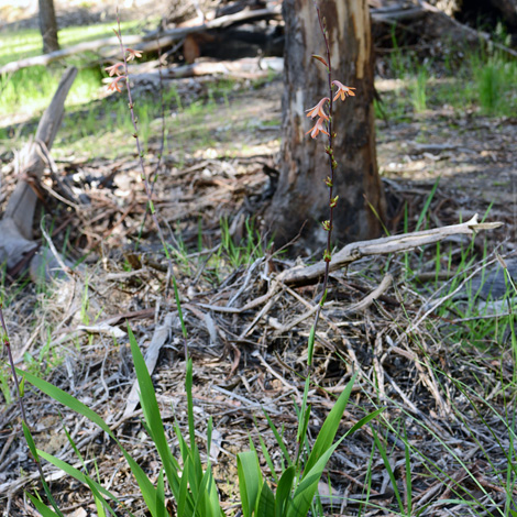 Watsonia meriana var bulbillifera whole