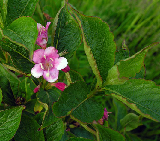 Weigelia florida