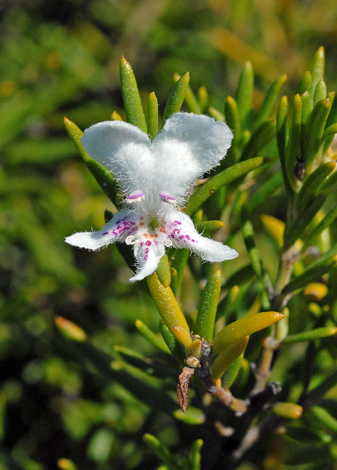 Westringia dampieri close