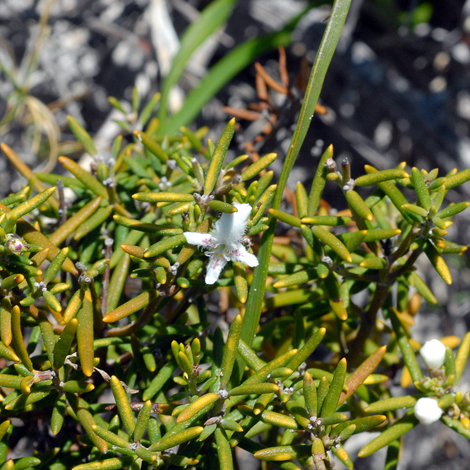 Westringia dampieri whole