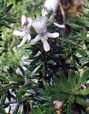 Westringia fruticosa close