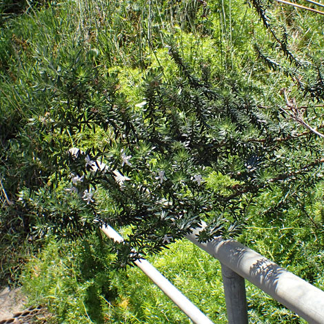 Westringia fruticosa whole