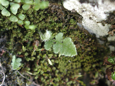 Woodsia ilvensis