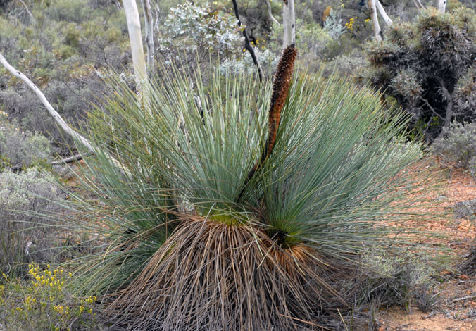 Xanthorrhoea nana