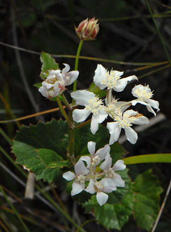 Xanthosia rotundifolia close