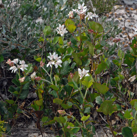 Xanthosia rotundifolia whole