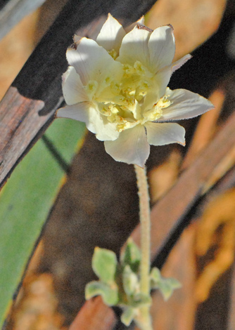 Xanthosia tomentosa close