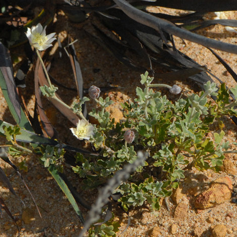 Xanthosia tomentosa whole