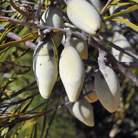 Xylomelum angustifolium