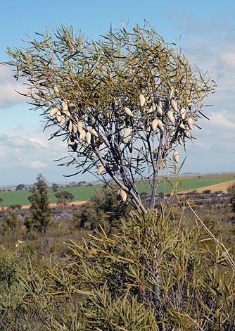 Xylomelum angustifolium whole