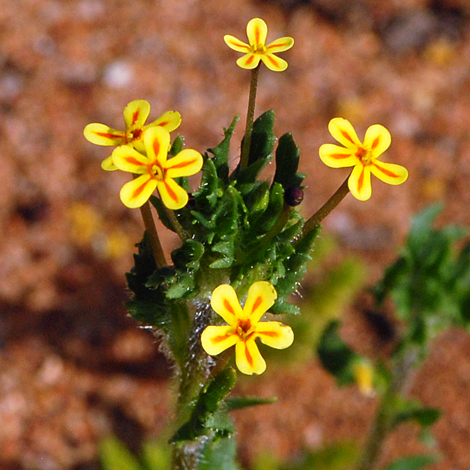 Zalusanskya divaricata close