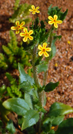 Zalusanskya divaricata whole