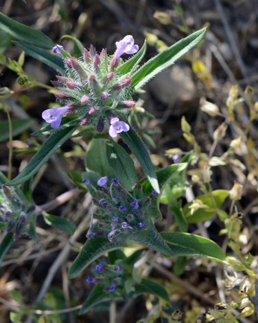 Ziziphora capiata close