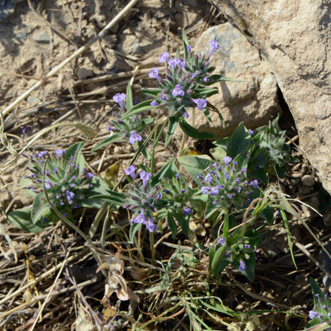 Ziziphora capiata whole