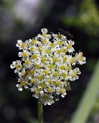 Zosima orientalis close