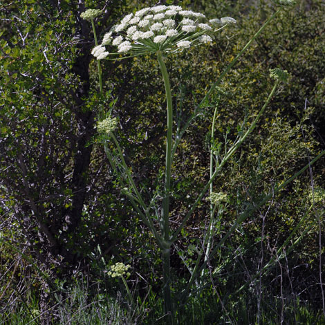 Zosima orientalis whole