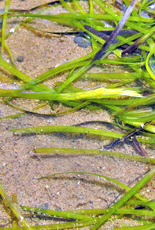 Zostera marina flower