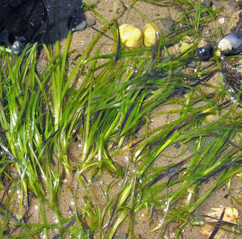 Zostera marina