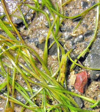 Zostera noltei