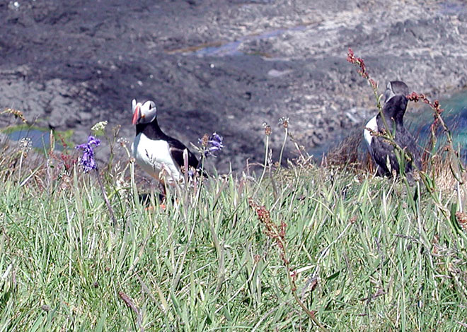 Puffins at Staffa